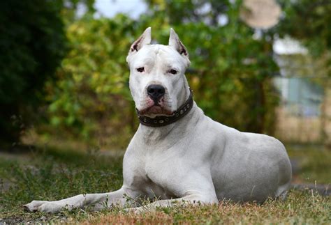 dogo argentino size temperament  health