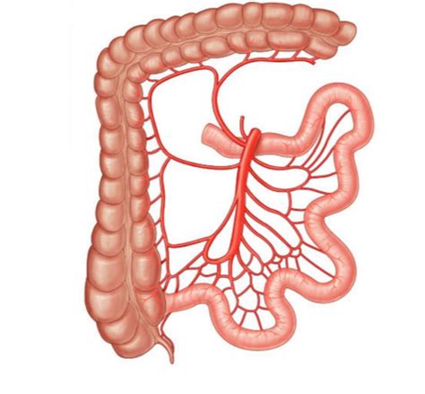 Midgut Diagram | Quizlet