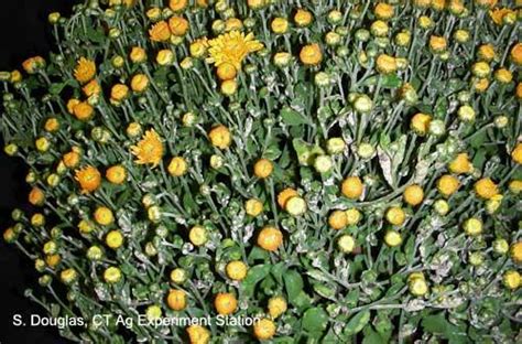 Chrysanthemum White Rust Puccinia Horiana Center For Agriculture