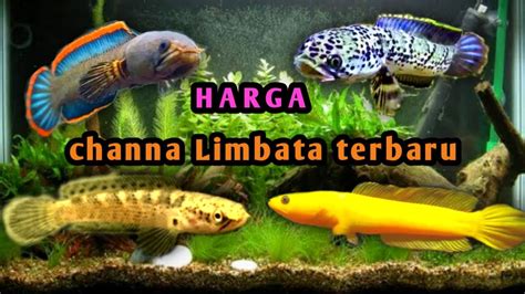 Ikan Channa Limbata Harga Terbaru 2022 Biyasa Sampai Limbata Super