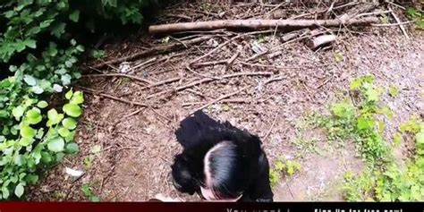 Kevin Fucks Doreens Pussy On The Table StevenShame Dating Catalia Valentine Mr White