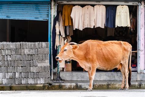 Vaca De Pie En La Calle De La Ciudad En Frente De La Tienda De Ropa En