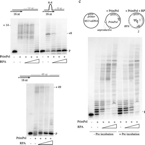 Rpa Stimulates Both Primase And Polymerase Activities Of Primpol In