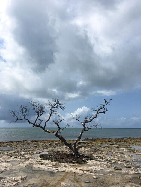 Premium Photo Bare Tree By Sea Against Sky