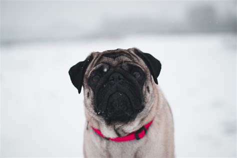 Pug In Snow 5k Wallpaper,HD Animals Wallpapers,4k Wallpapers,Images ...