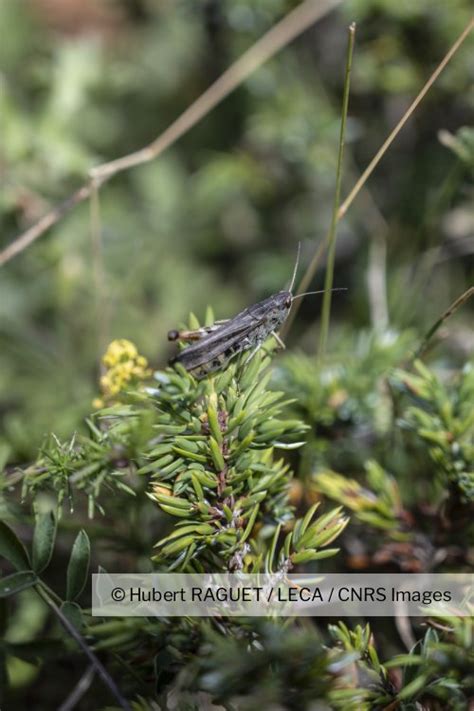 Esp Ce De Criquet Commune Dans Les Pelouses Alpines Alpes Fran Aises