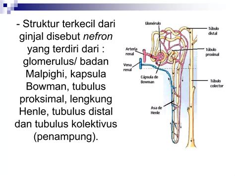 Anatomi Fisiologi Sistem Urinaria PPT