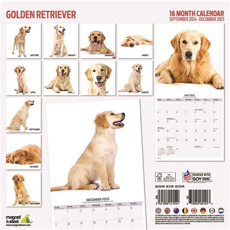 Golden Retriever Kalender 2025 Modern Kopen Bestel Eenvoudig Online