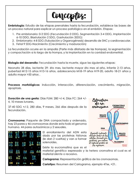 Repaso de embriologia ESM Embriología Estudio de las etapas