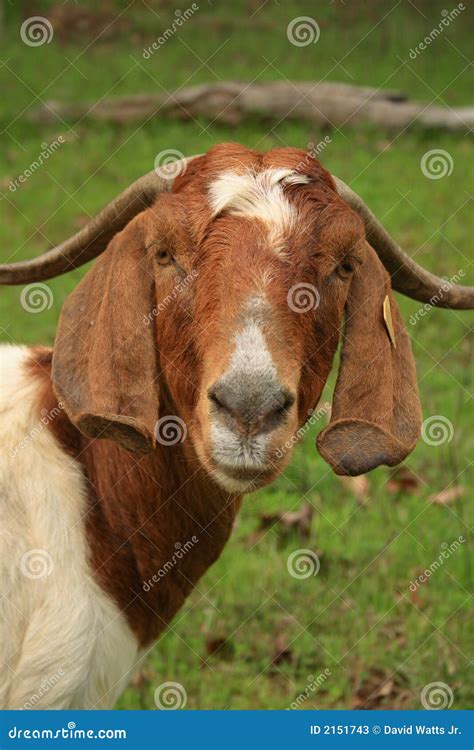 Boer Goat Stock Image Image Of White Smiles Boer Smiling 2151743