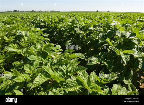 Field Of Potatoes Solanum Tuberosum Growing In The Kent Countryside