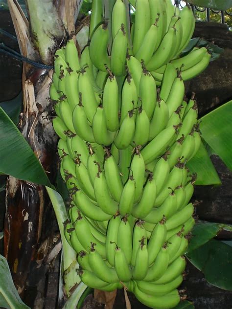 Bibit Pisang Barangan