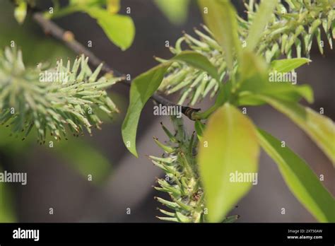 Pussy Willow Salix Discolor Plantae Stock Photo Alamy