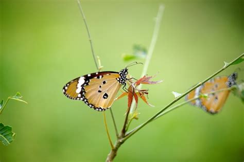 Tigre llano danaus chrysippus butterfly bebiendo el néctar de las