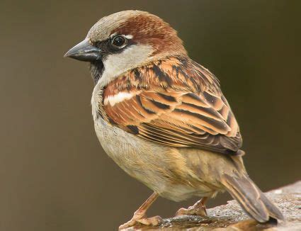 House Sparrow Identification Diagrams