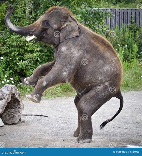 Picture with an Elephant Standing on Two Legs Stock Image - Image of ...