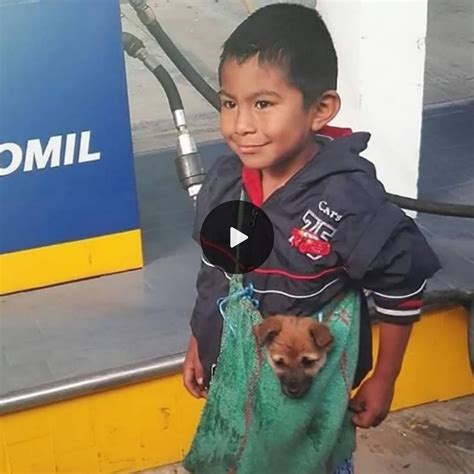 Conmovedor Humilde Vendedor Ambulante De Perros Lleva A Su Mascota En