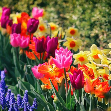 30 Best Spring Flowers To Plant In Your Garden Or Yard