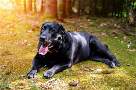 Black Labrador Wallpaper Desktop