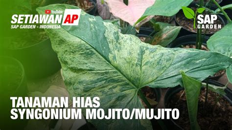 Tanaman Hias Syngonium Mojito Mujito SAP Garden YouTube