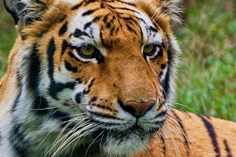 Tigre du Bengale poids taille longévité habitat alimentation