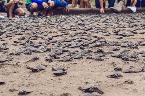 Comunidade Realiza Soltura De Mais De 65 Mil Filhotes De Tartarugas No AM