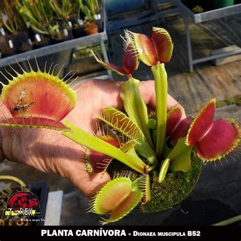 Adquira Agora A Muda Da Planta Carn Vora Dionaea Muscipula B