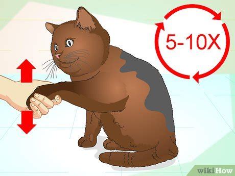 How To Teach Your Cat To Do Tricks Steps With Pictures