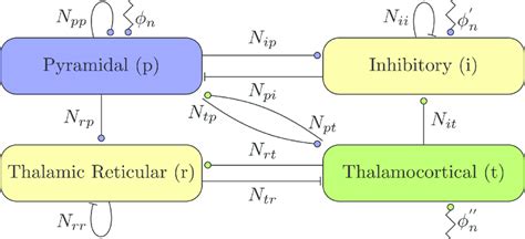 Connectivity Of The Thalamocortical Model Excitatory Synapses Are Download Scientific Diagram