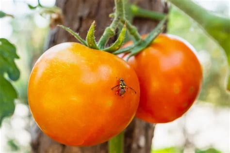 Se débarrasser de la mouche orientale des fruits Comment faire