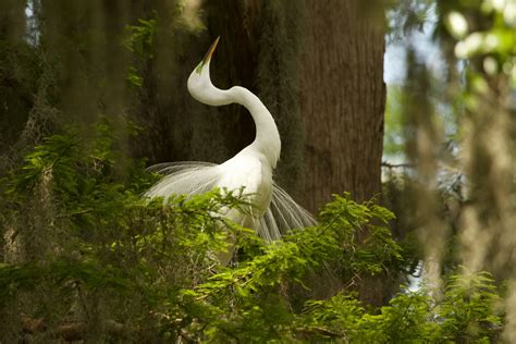12 White Birds in Florida With Facts and Pictures - World Birds Life