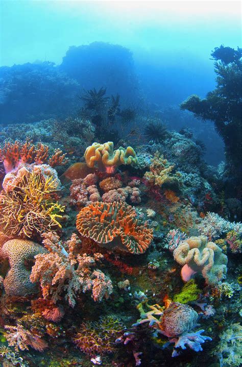 dive psychedelic underwater