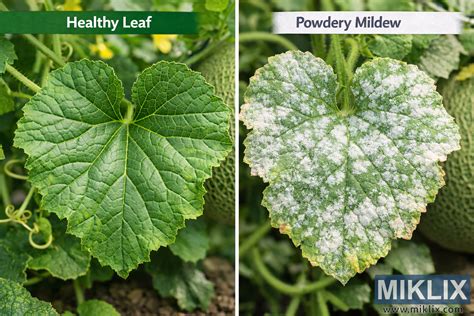 image healthy  powdery mildew infected cantaloupe leaf miklix