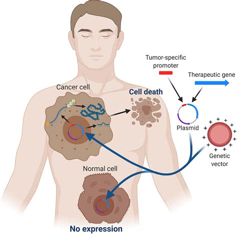 Frontiers Strategies For Targeting Gene Therapy In Cancer Cells With