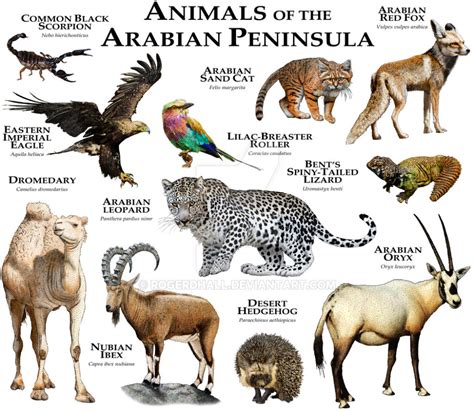 Animals of the Arabian Peninsula Illustration