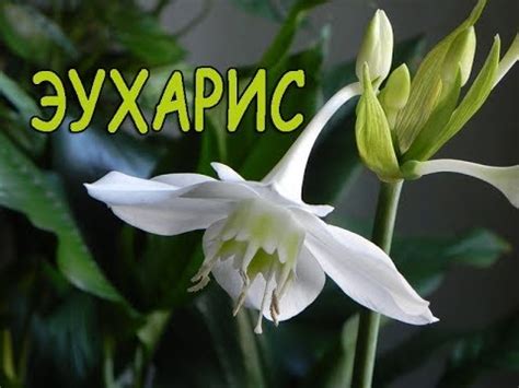 ЭУХАРИС - АМАЗОНСКАЯ ЛИЛИЯ. Рекомендации по уходу в домашних условиях ...
