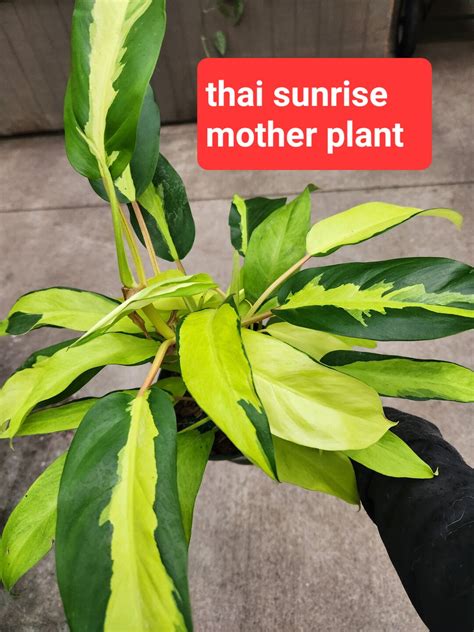 Philodendron Thai Sunrise Rare Cutting Rooted Plants Etsy