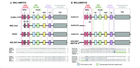 Structures Of Mkl Mrtf Isoforms Mkl Mrtf Contains Rpel Motifs A