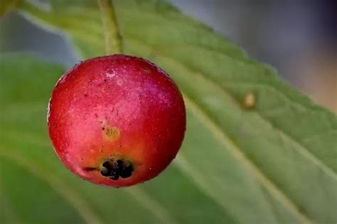 Kersen Si Buah Mungil Yang Siap Hajar Diabetes Indotren