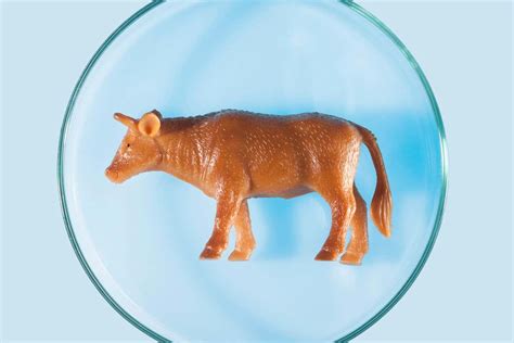 Lab-grown meat | New Scientist