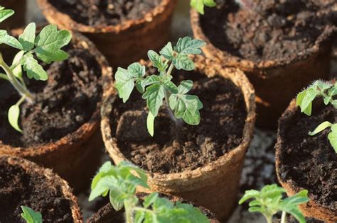 Los J Venes Brotes De Tomate Brotan En Las Ollas De Turba Concepto De