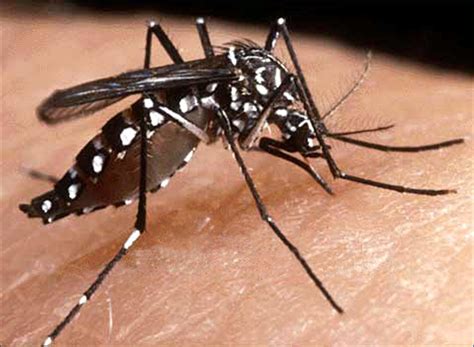 Caso Autoctono Di Dengue In Veneto Via A Contromisure L Impronta L