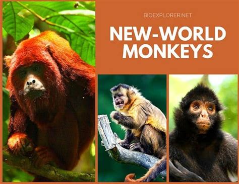 types   world monkeys characteristics species