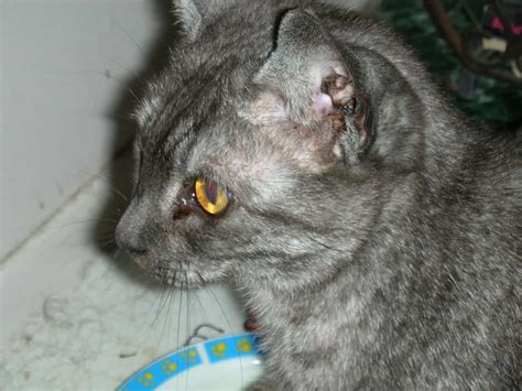 What is Feline Herpes? | Purrpetrators