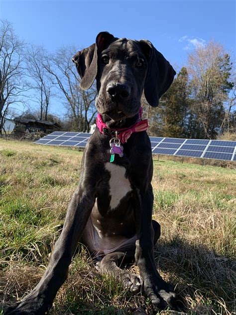 dane dog animal  photo  pixabay pixabay