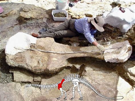 Dinosaur Parts Unearthed On Colorado Grassland Usda