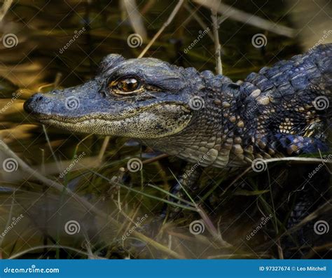 Baby Alligator On Log Stock Photo Image Of Basking Common 97327674