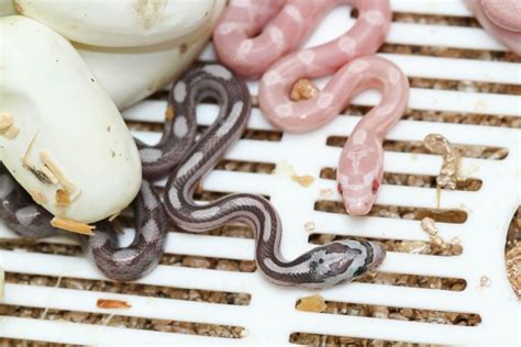 What to Do With a Baby Corn Snake (Tips to Help Them Thrive) - Fur ...