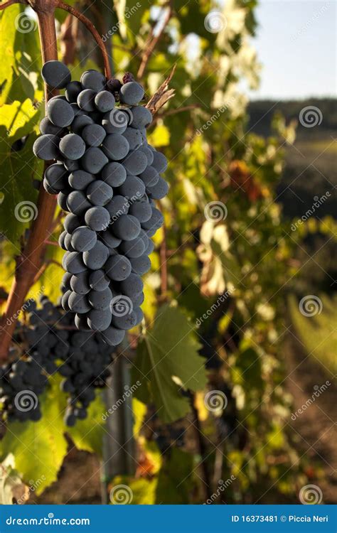 Reife Trauben Im Weinberg Stockbild Bild Von Getreide