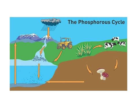 Phosphorus Cycle Diagram Quizlet